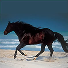 razzaumana